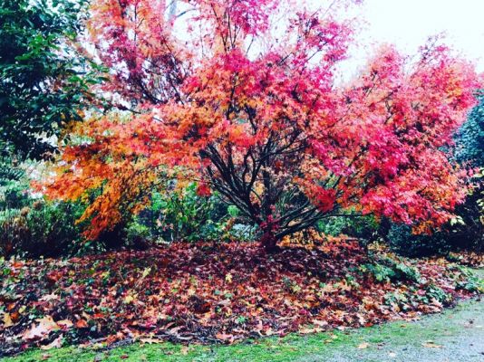 Entretien du jardin